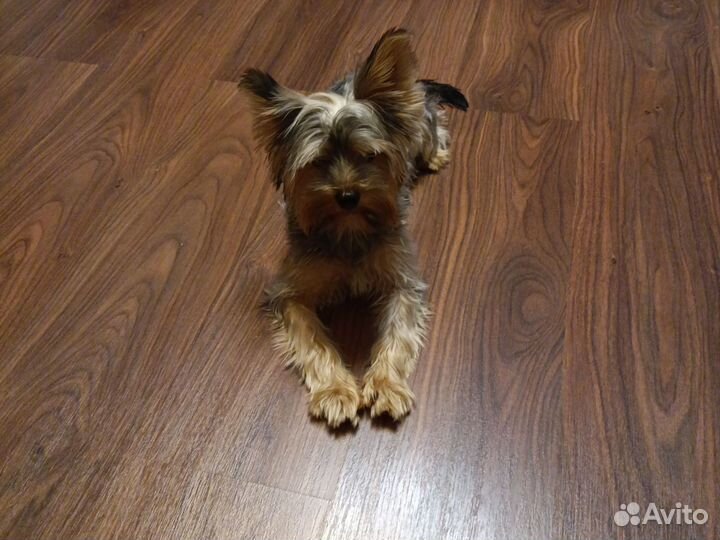 Йоркширский терьер щенок -девочка, - 8 месяцев