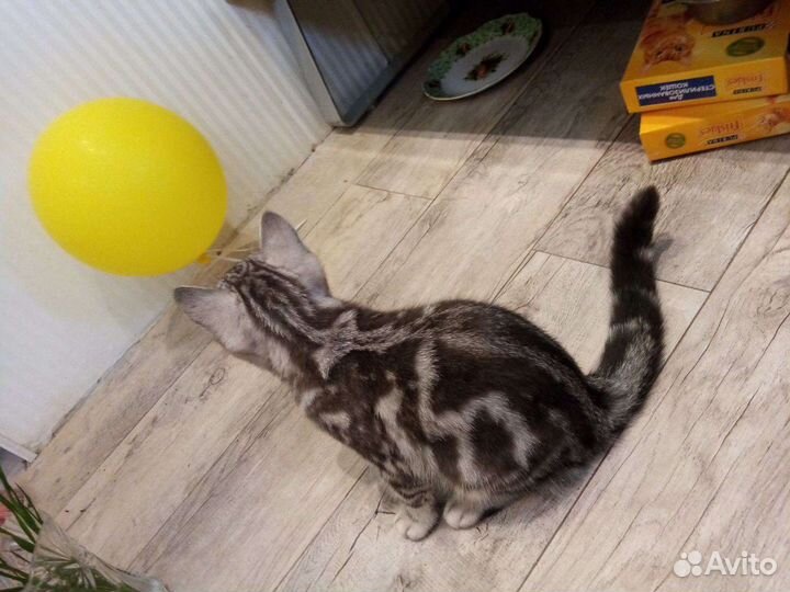 Британские расписные