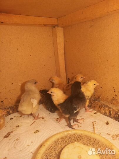 Продам цыплят