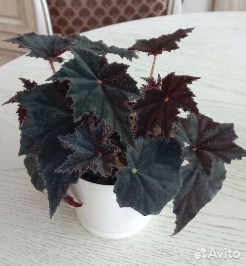 Цветы комнатные в горшках