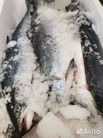 Лосось охлажденный. Атлантика