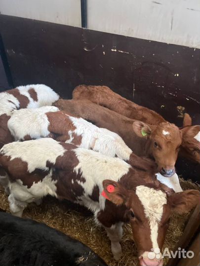Крепкие телята бычки с доставкой