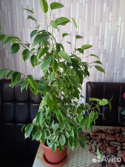 Фикус бенджамина пестролистный