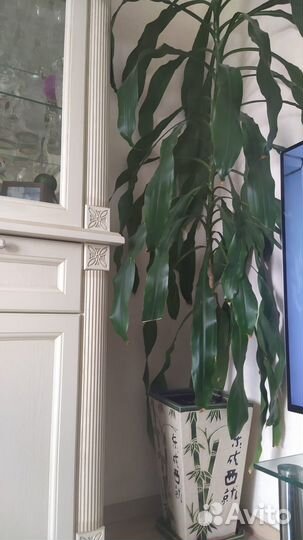 Пальма юкка