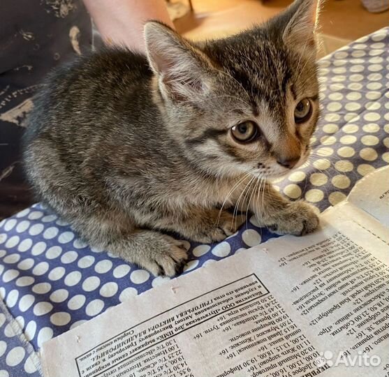 Котик в добрые руки