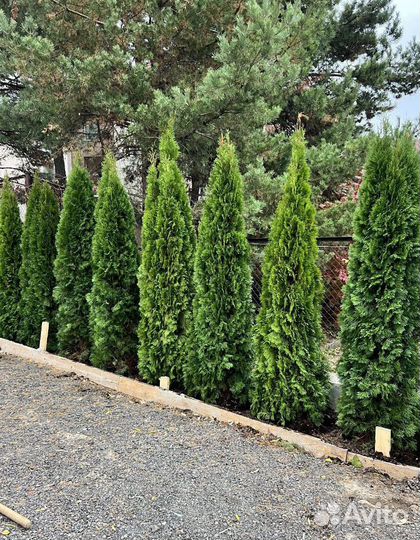 Туя с доставкой с полей