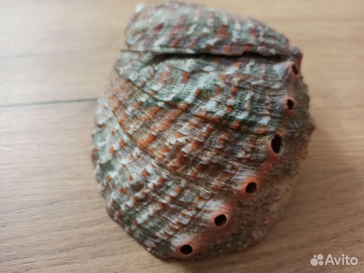 Морская раковина