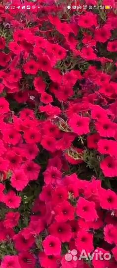 Петуния виста