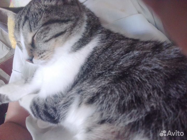 Помогите котятам выжить