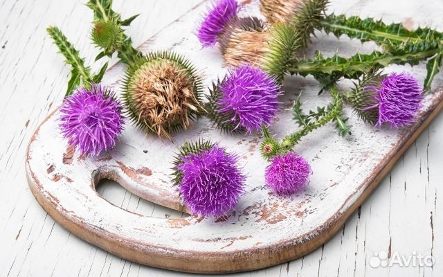 Шрот расторопши от болезней печени и панкреатита