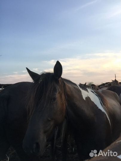 Орловский рысак