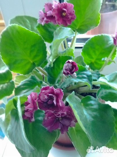 Фиалка в горшках