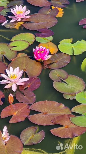 Продам карп кои, золотые рыбки, кометы и др