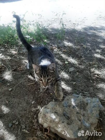 Котик в добрые руки