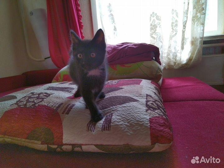 Котенок курильский бобтейл