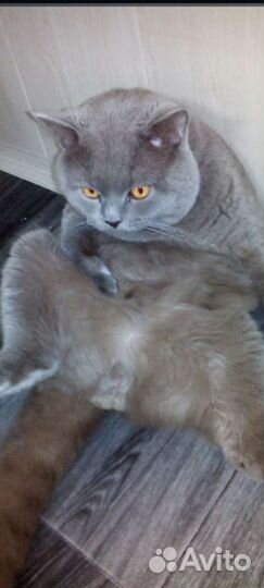 Британец для вязки