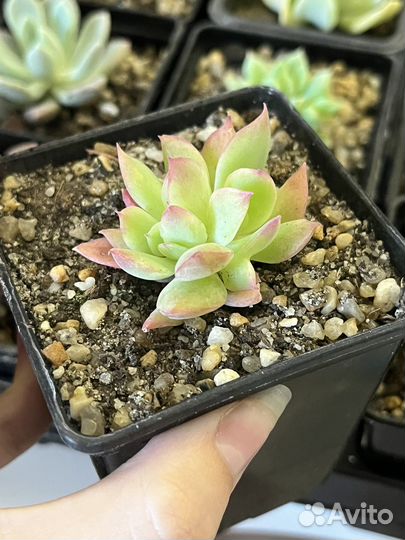 Суккуленты