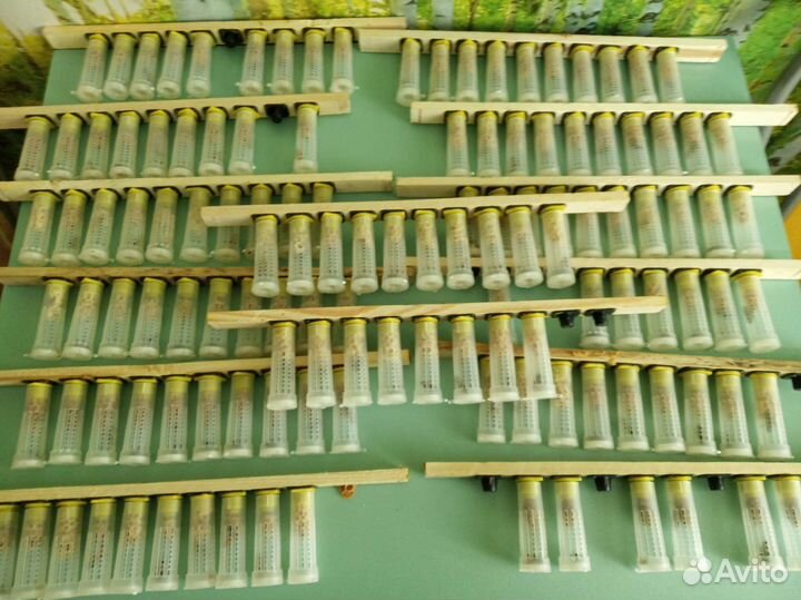 Пчёломатки Карника, Бакфаст F1. Пчелопакеты