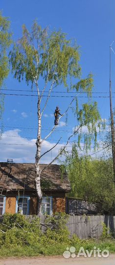 Спилить деревья