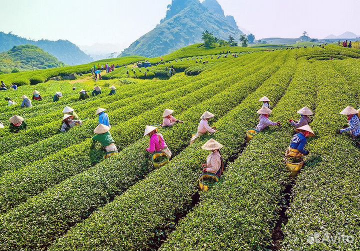 Чай натуральный Вьетнам