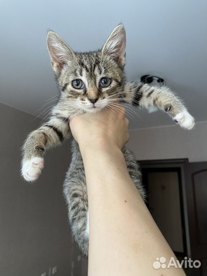 Котята девочки 2 месяца в добрые руки