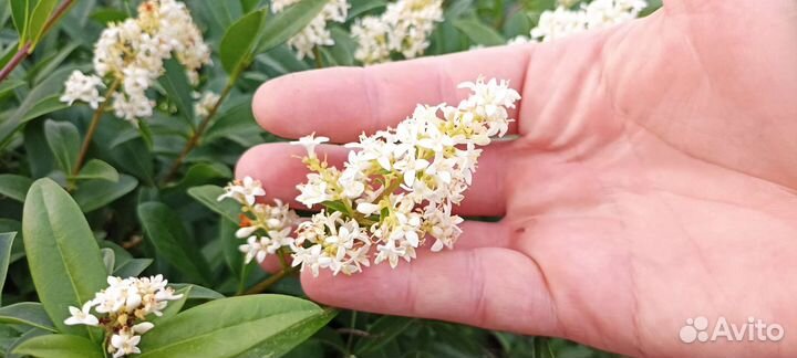 Саженцы бирючины