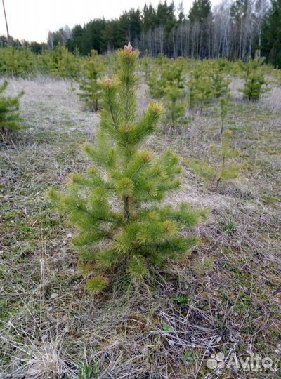 Сосна обыкновенная