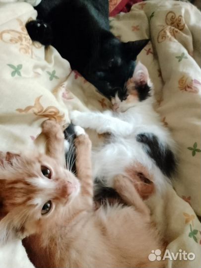 Котята малыши ищут дом