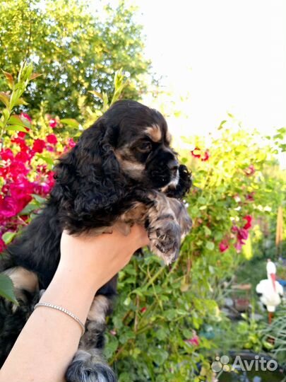 Американский кокер спаниель