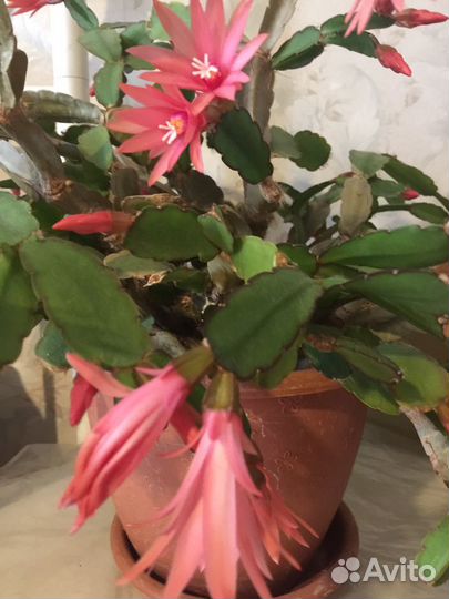 Пасхальный кактус