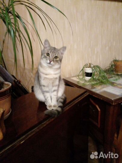 Котенок в дар бесплатно