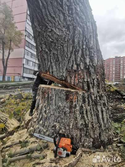 Спил деревьев