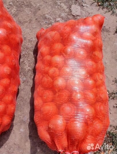 Продам лук репчатый