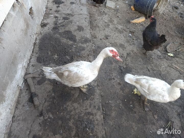 Селезень индоутки