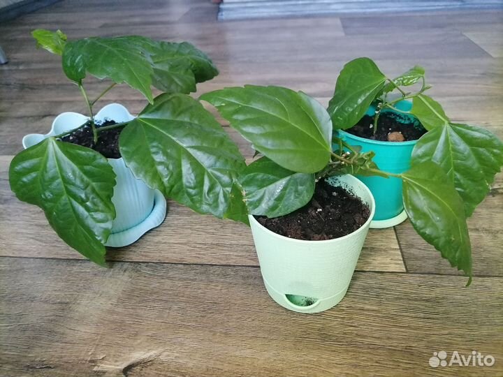 Гибискус китайская роза