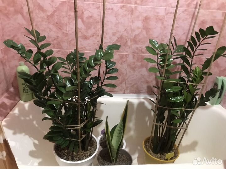 Замиокулькас