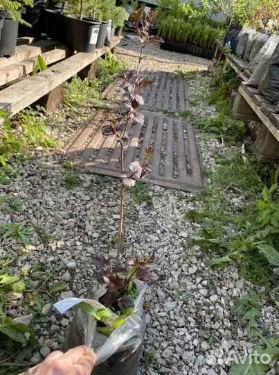 Пузыреплодник калинолистный Дьяболо