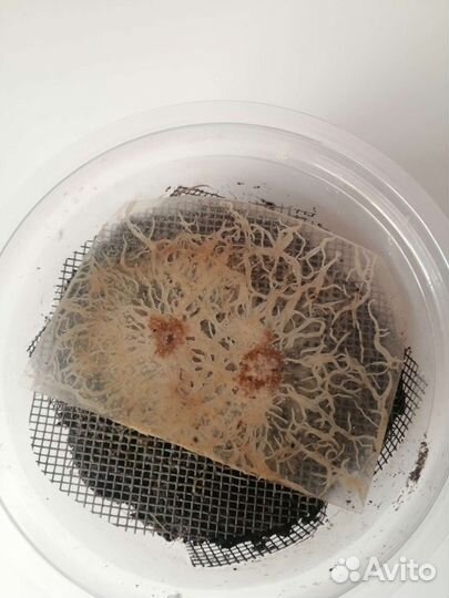 Гриндальский червь (живой корм для рыб)