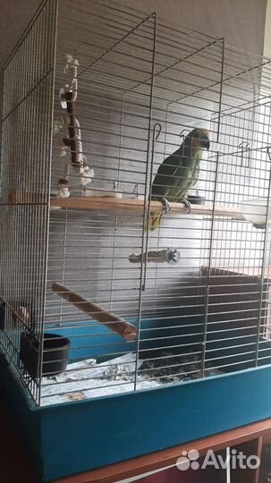 Лучший друг - попугай Амазон