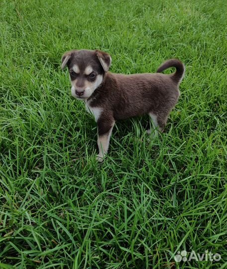 Собака в добрые руки отдам бесплатно