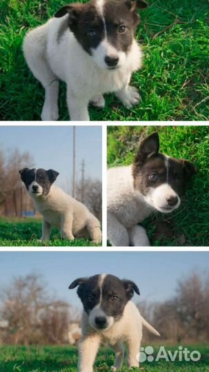 Малыши карандаши 5 мес в добрую семью