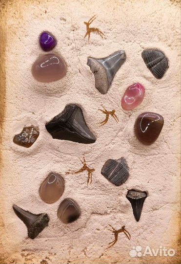 Зубы мегалодона, акул, трилобиты / Окаменелости