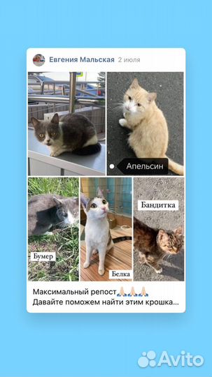 В добрые руки