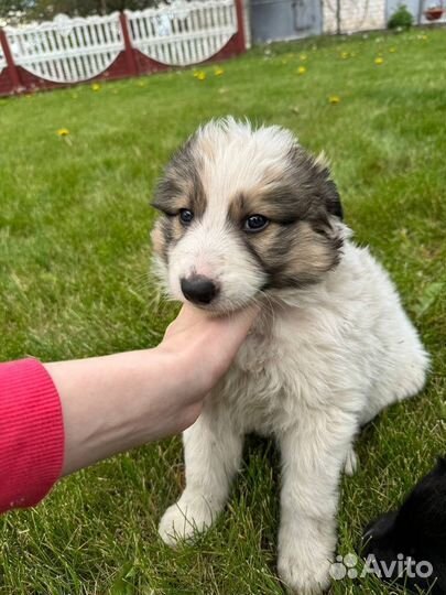 Собака в добрые руки отдам бесплатно