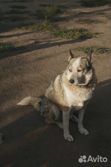 Собаки бесплатно в добрые руки