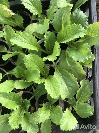 Капуста рассада