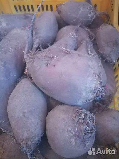 Картофель семяной