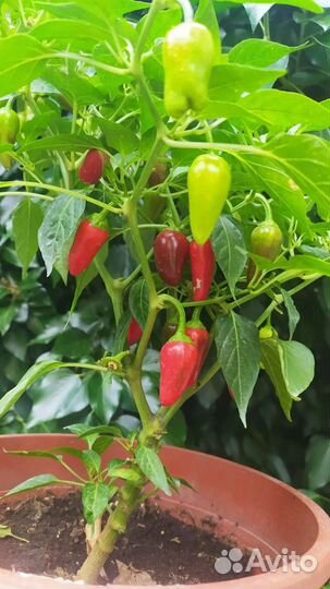 Семена сладкий mini перец Аленький цветочек