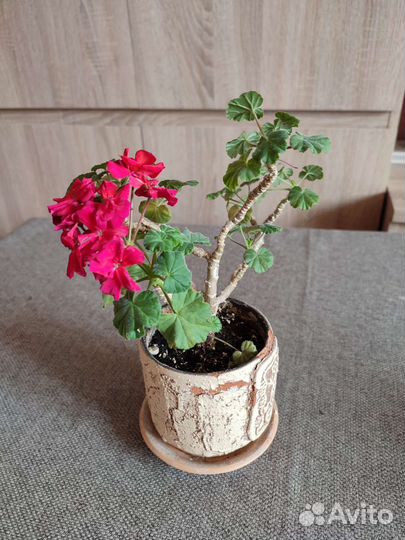 Пеларгония герань