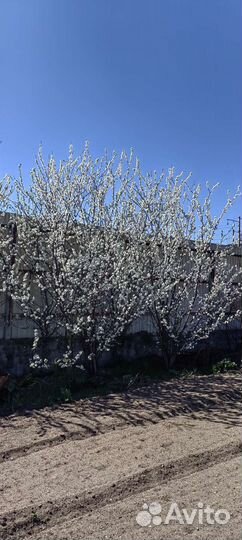 Слива алыча